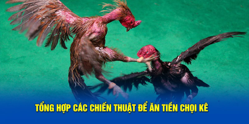 Tổng hợp các chiến thuật để ăn tiền chọi kê