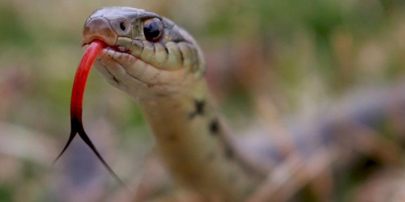 Lời khuyên cho mọi người khi thấy rắn trong giấc ngủ.